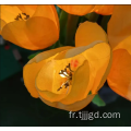 Lumière artificielle de tulipe